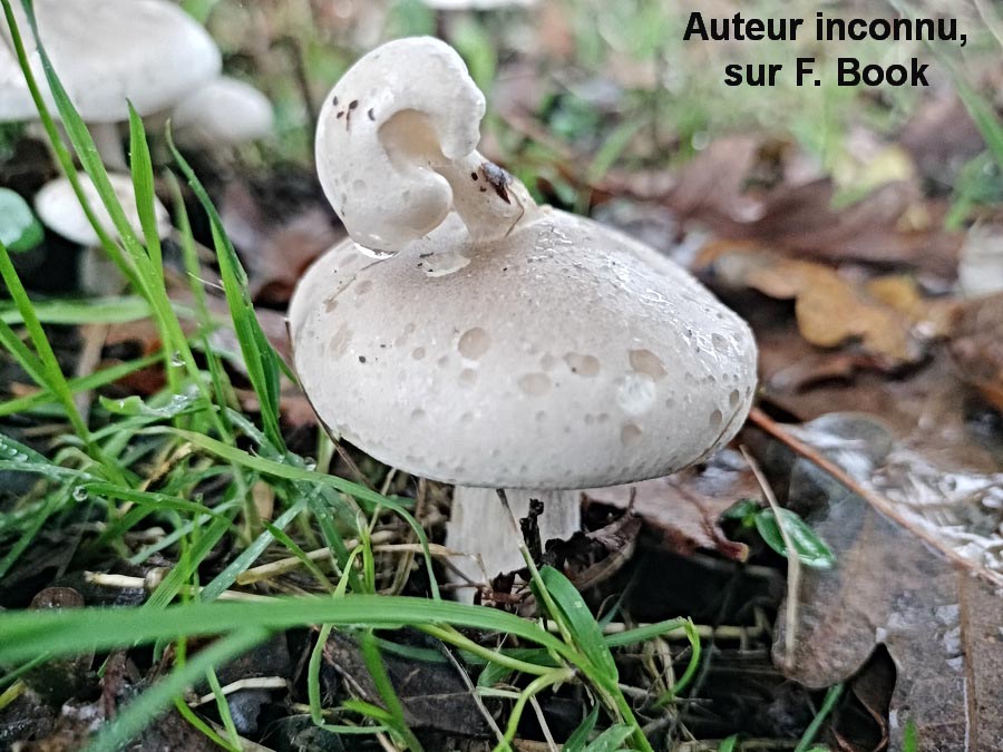 Lepista sp.